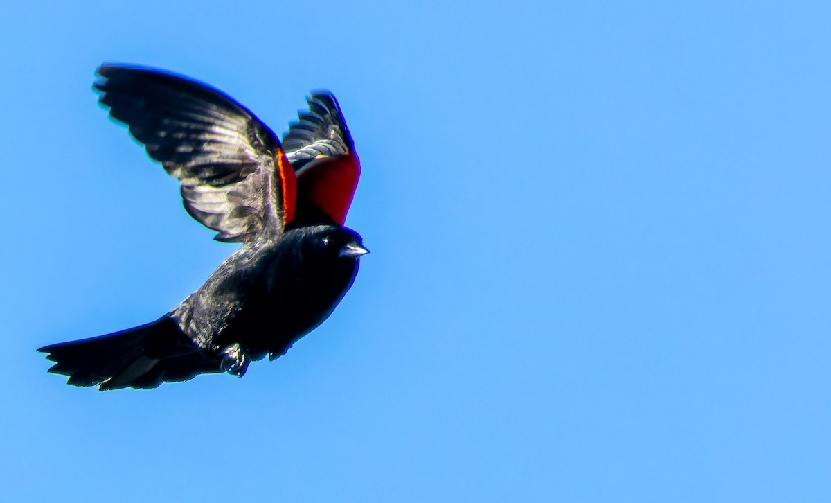 Red-winged Blackbird - ML618359348