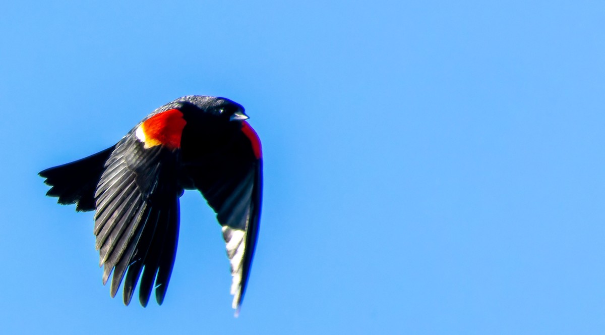 Red-winged Blackbird - ML618359349