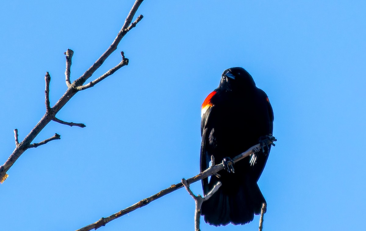 Red-winged Blackbird - ML618359350