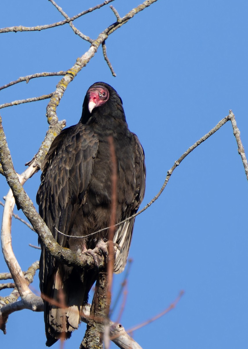 Turkey Vulture - ML618359356