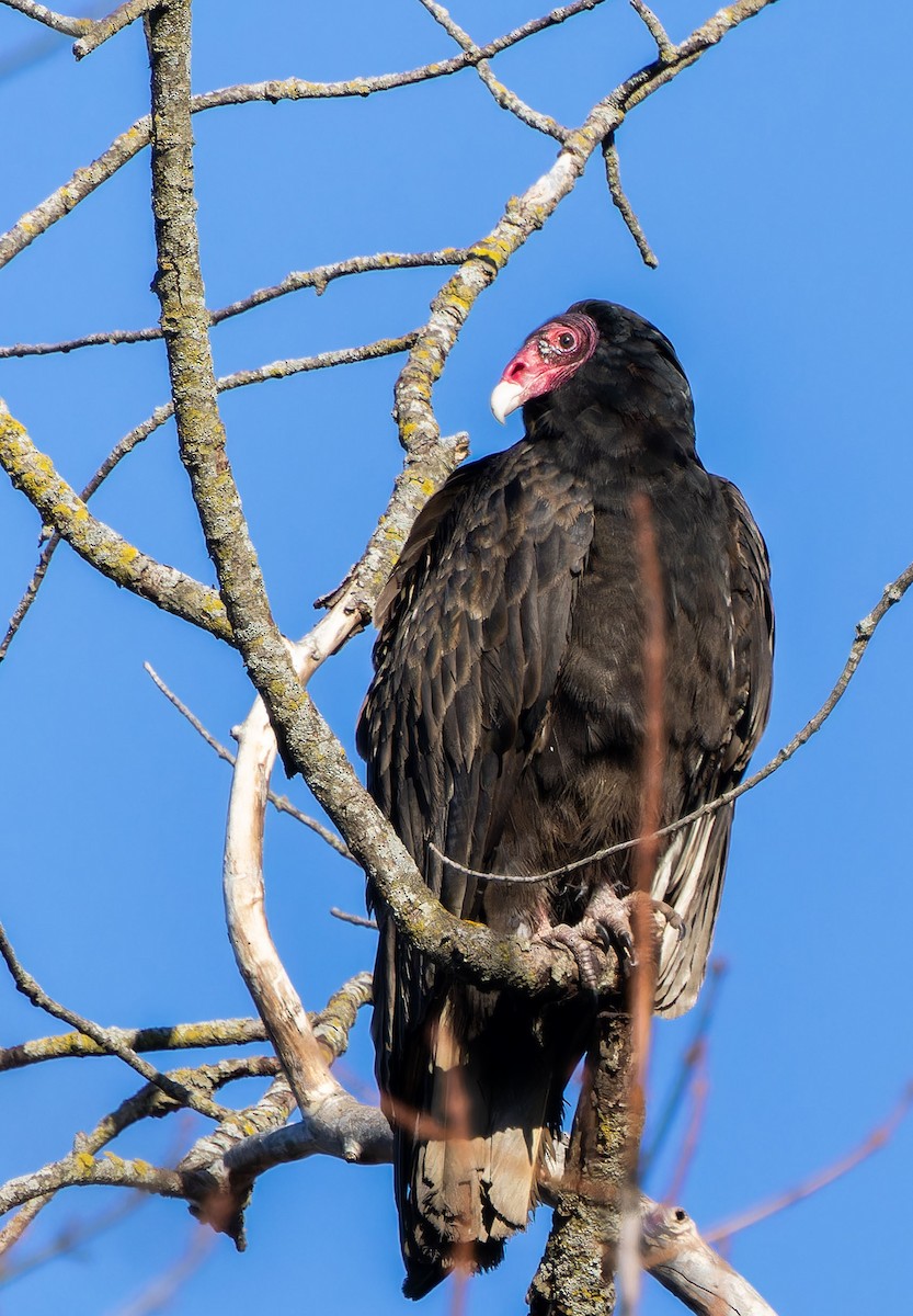 Turkey Vulture - ML618359357