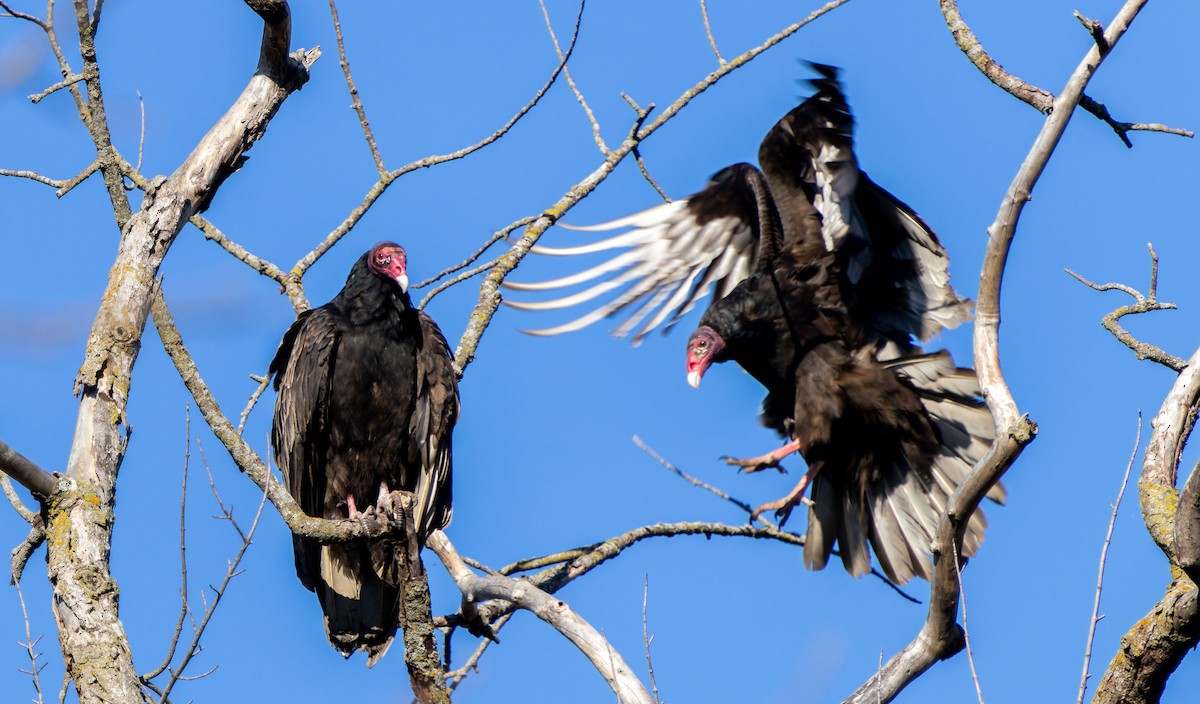 Turkey Vulture - ML618359358