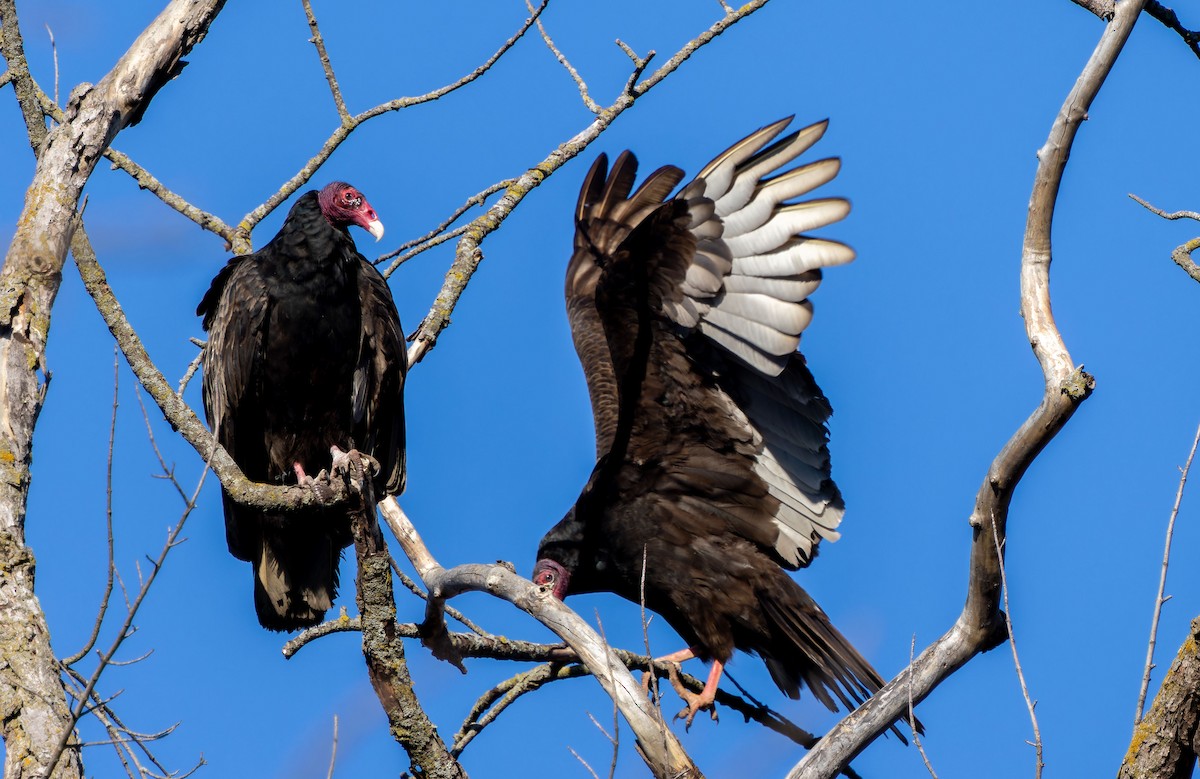 Turkey Vulture - ML618359359