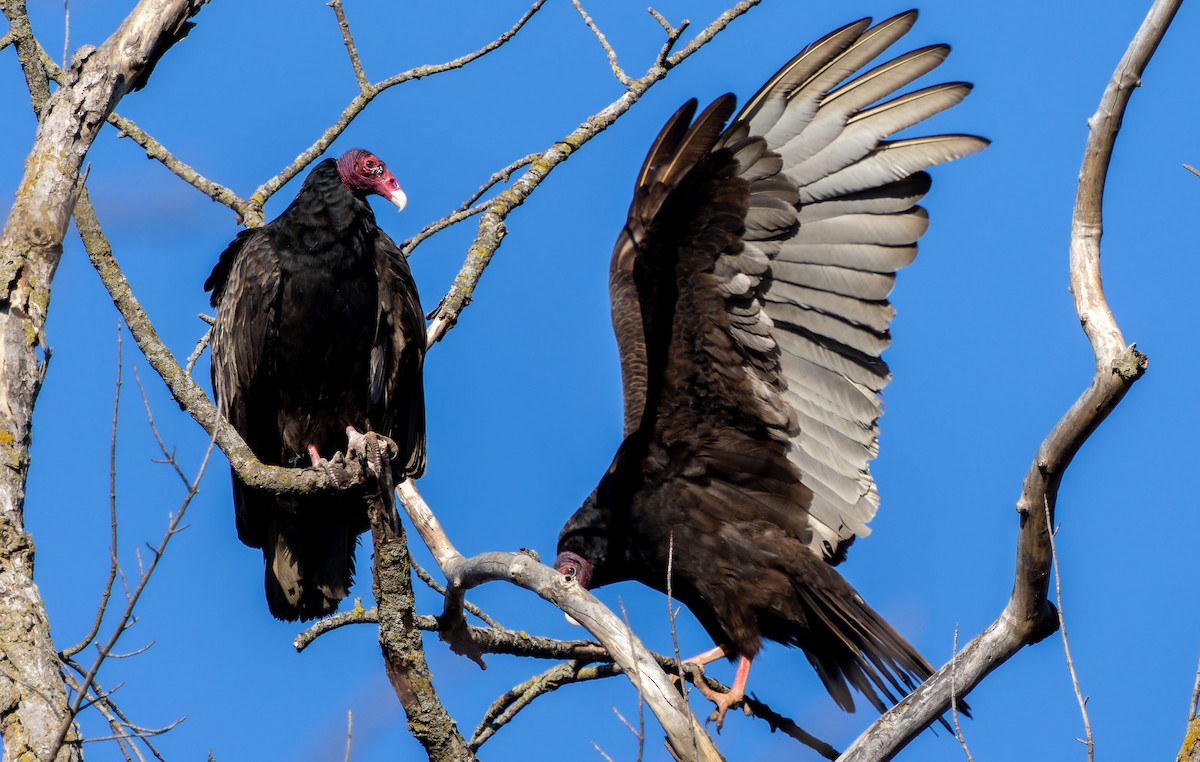 Turkey Vulture - ML618359360