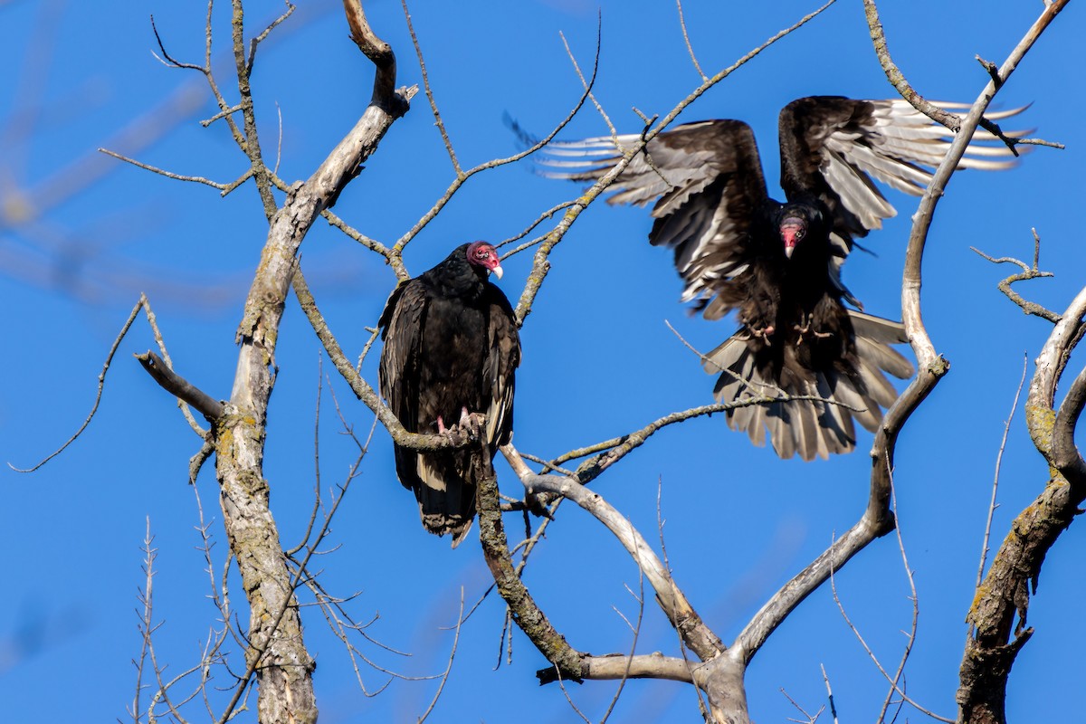 Turkey Vulture - ML618359361