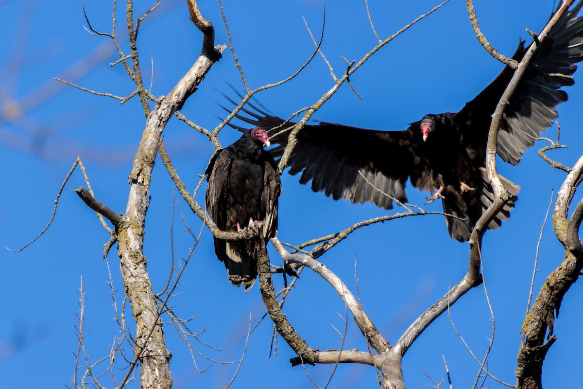Turkey Vulture - ML618359362