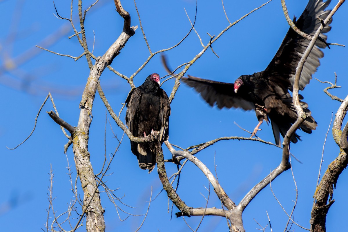 Turkey Vulture - ML618359363