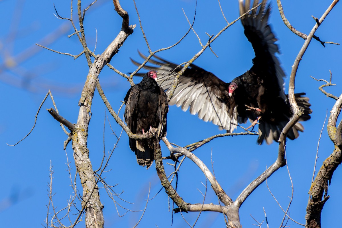 Turkey Vulture - ML618359364