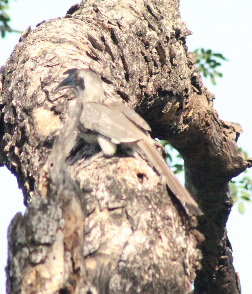 Indian Gray Hornbill - ML618359366