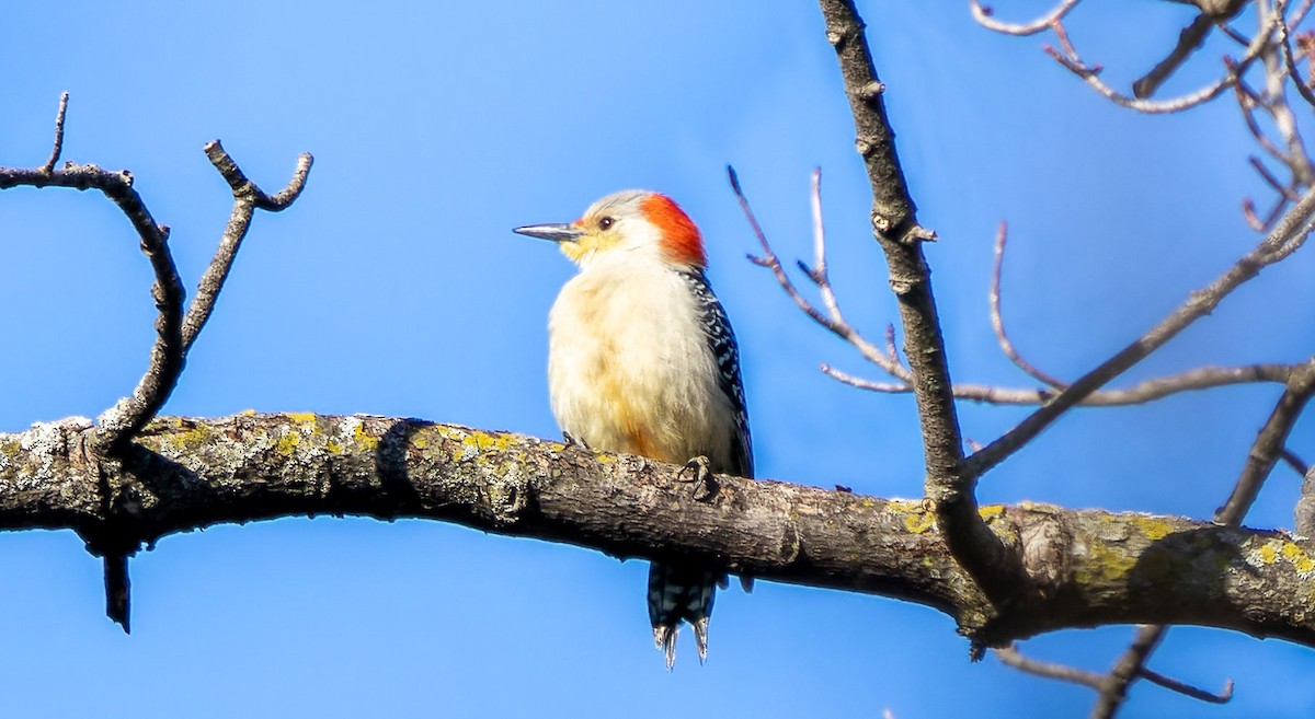 Red-bellied Woodpecker - ML618359368