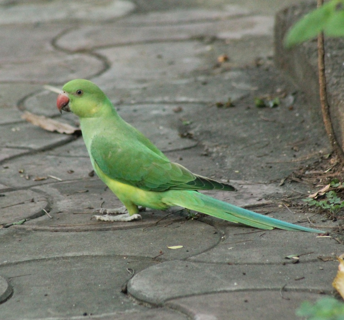 Rose-ringed Parakeet - Madhavi Babtiwale