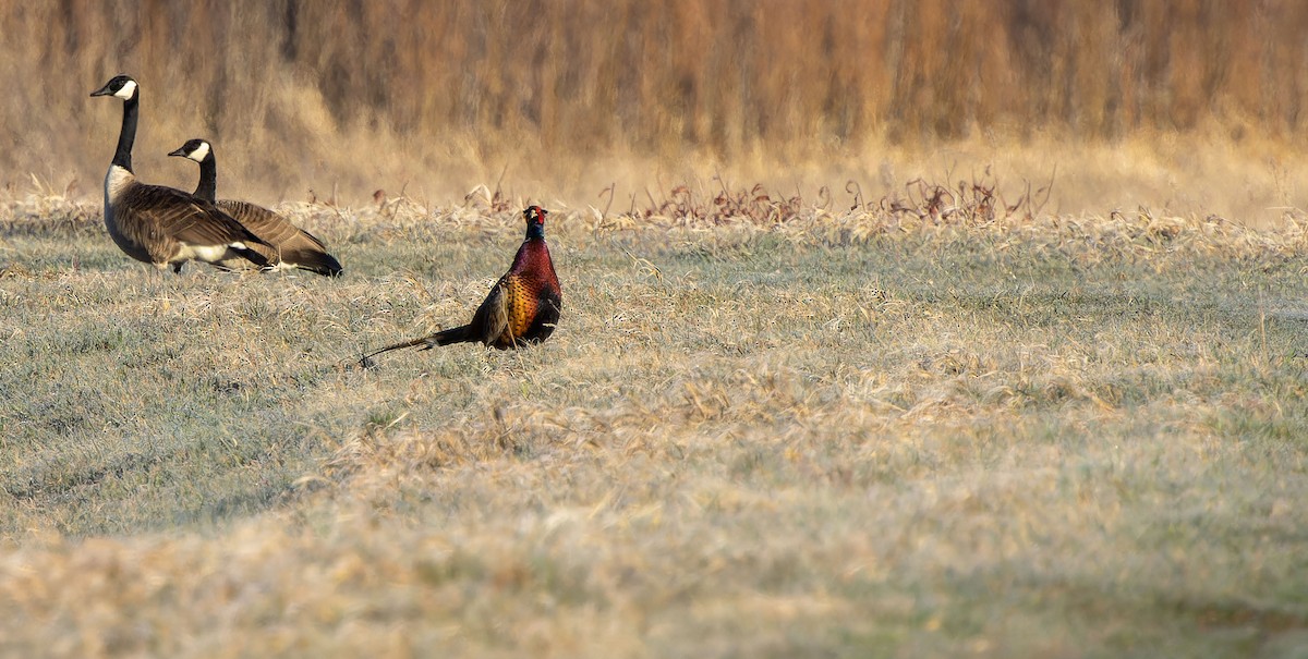 Ring-necked Pheasant - ML618359417