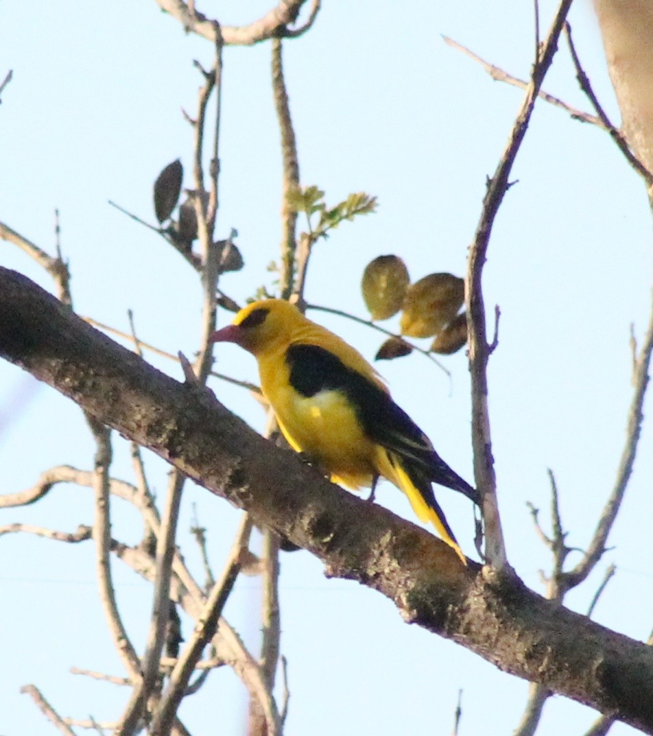 Indian Golden Oriole - ML618359441