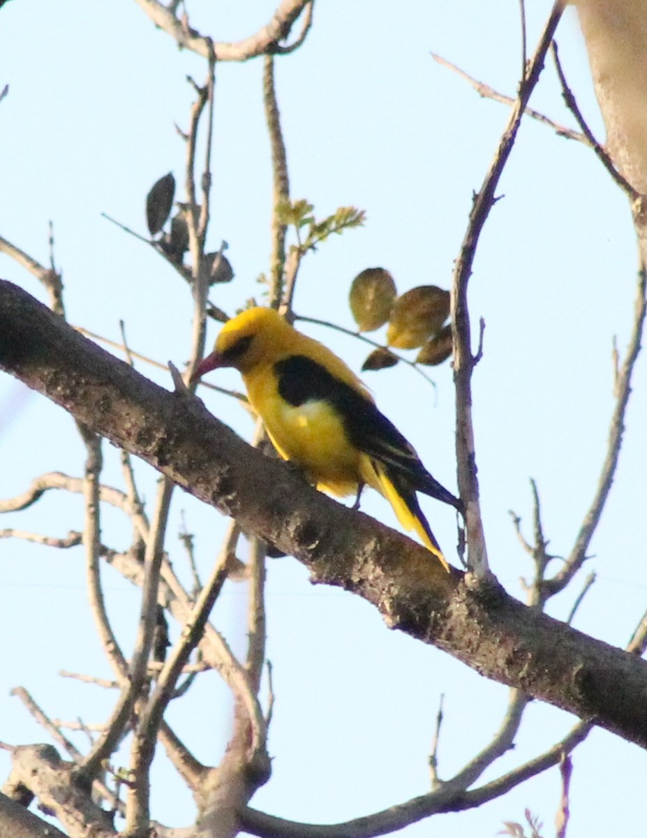 Indian Golden Oriole - ML618359442