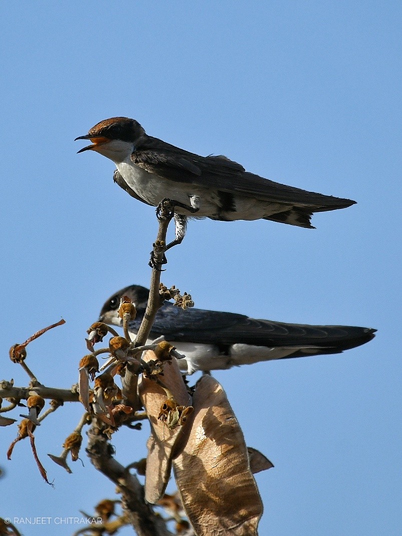 Wire-tailed Swallow - ML618359443