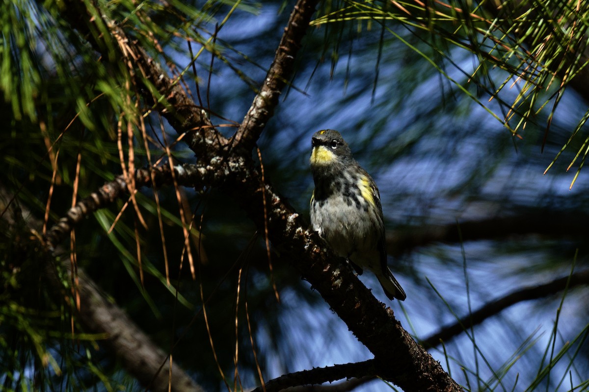 Yellow-rumped Warbler - gene collins