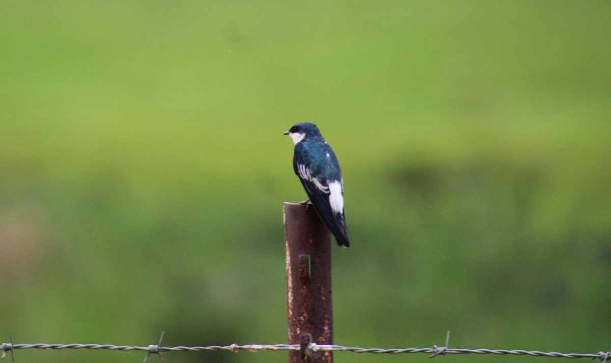 Blue-and-white Swallow - ML618359464