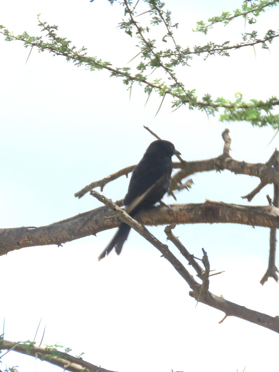 Fork-tailed Drongo - ML618359499