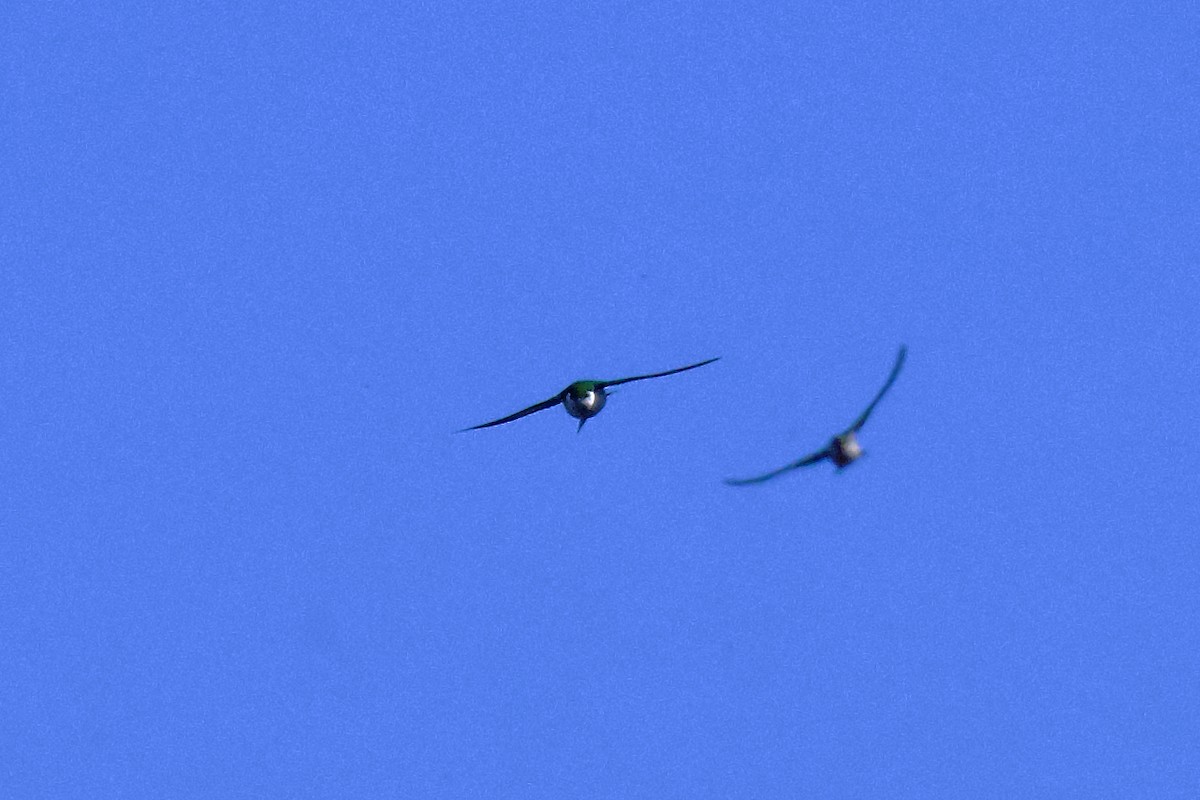 Violet-green Swallow - gene collins