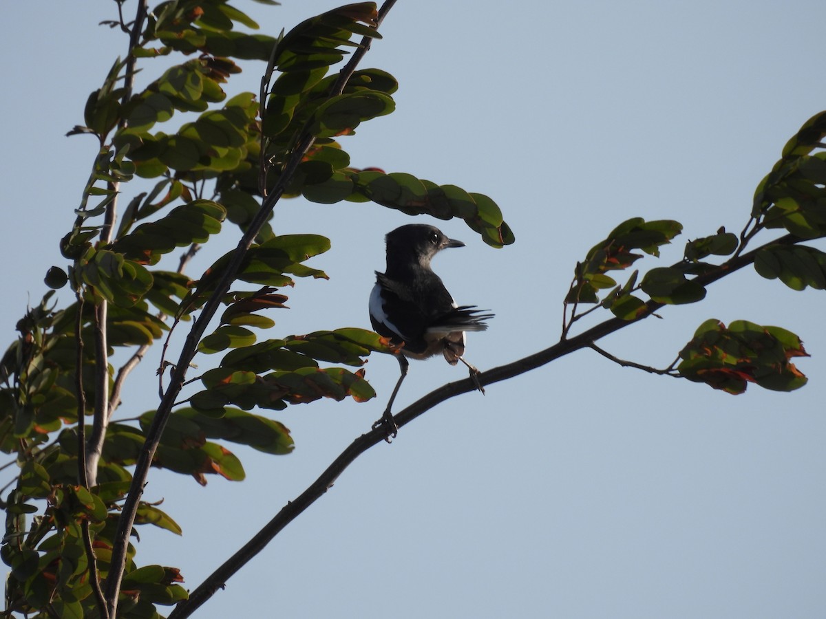 Oriental Magpie-Robin - ML618359595