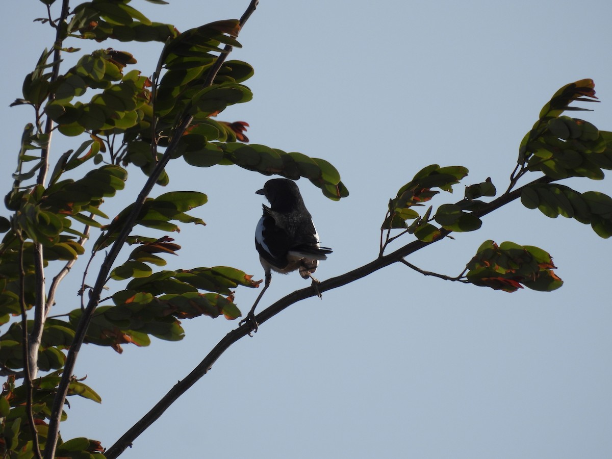 Oriental Magpie-Robin - Ramesh Desai