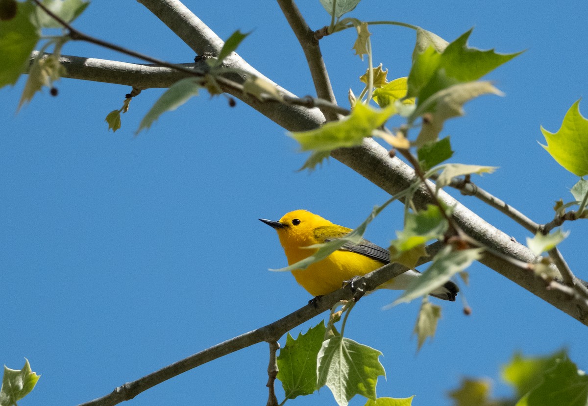 Prothonotary Warbler - ML618359611
