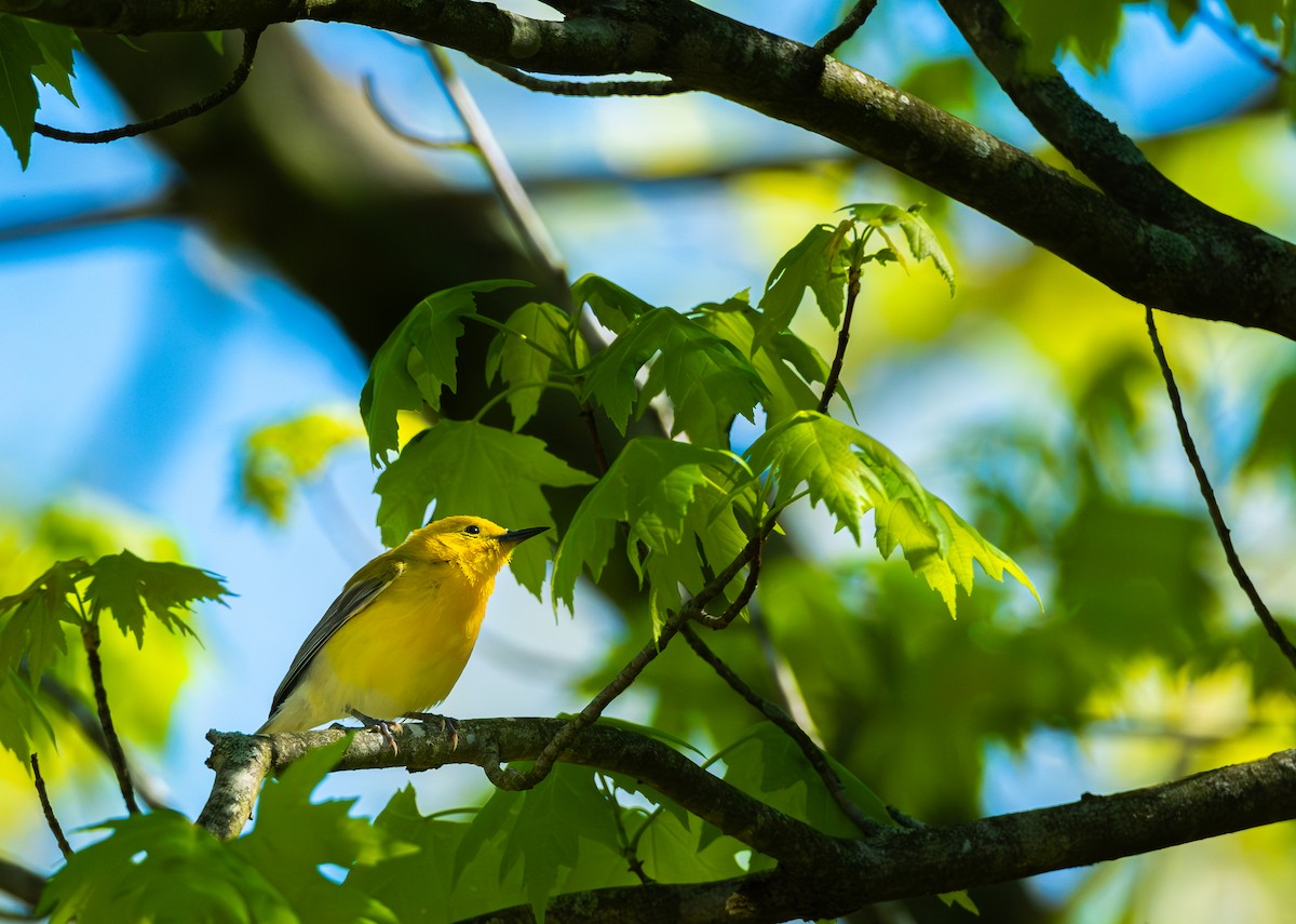 Prothonotary Warbler - ML618359613