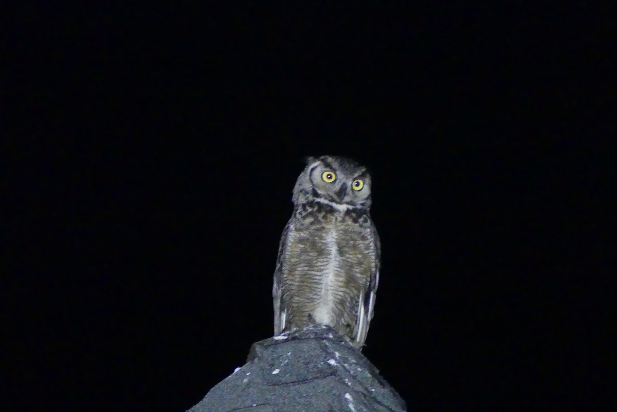 Great Horned Owl - ML618359635