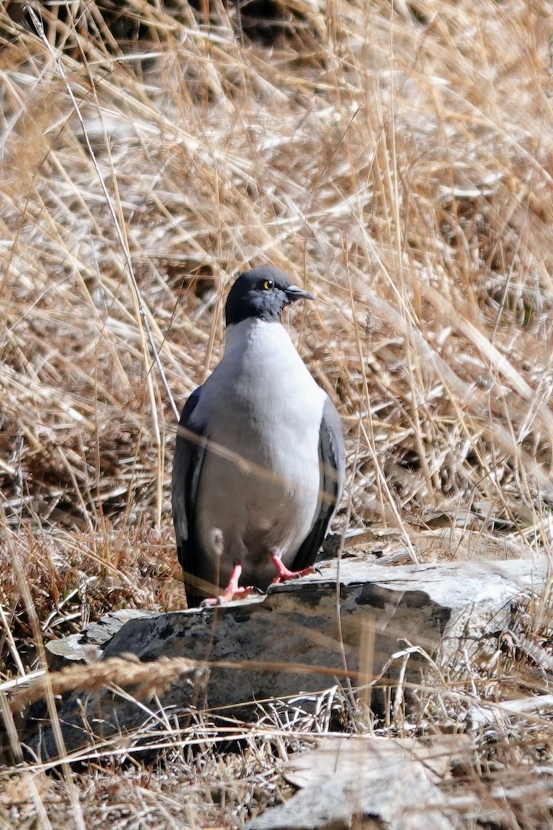 Snow Pigeon - ML618359636