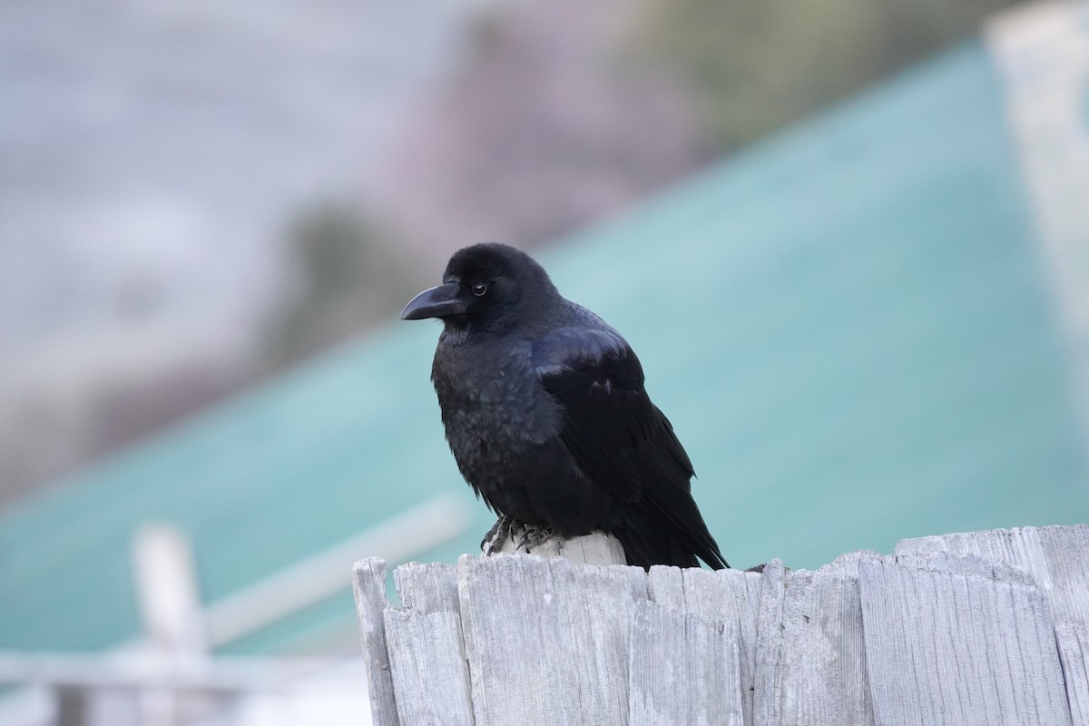 Large-billed Crow - Brecht Caers