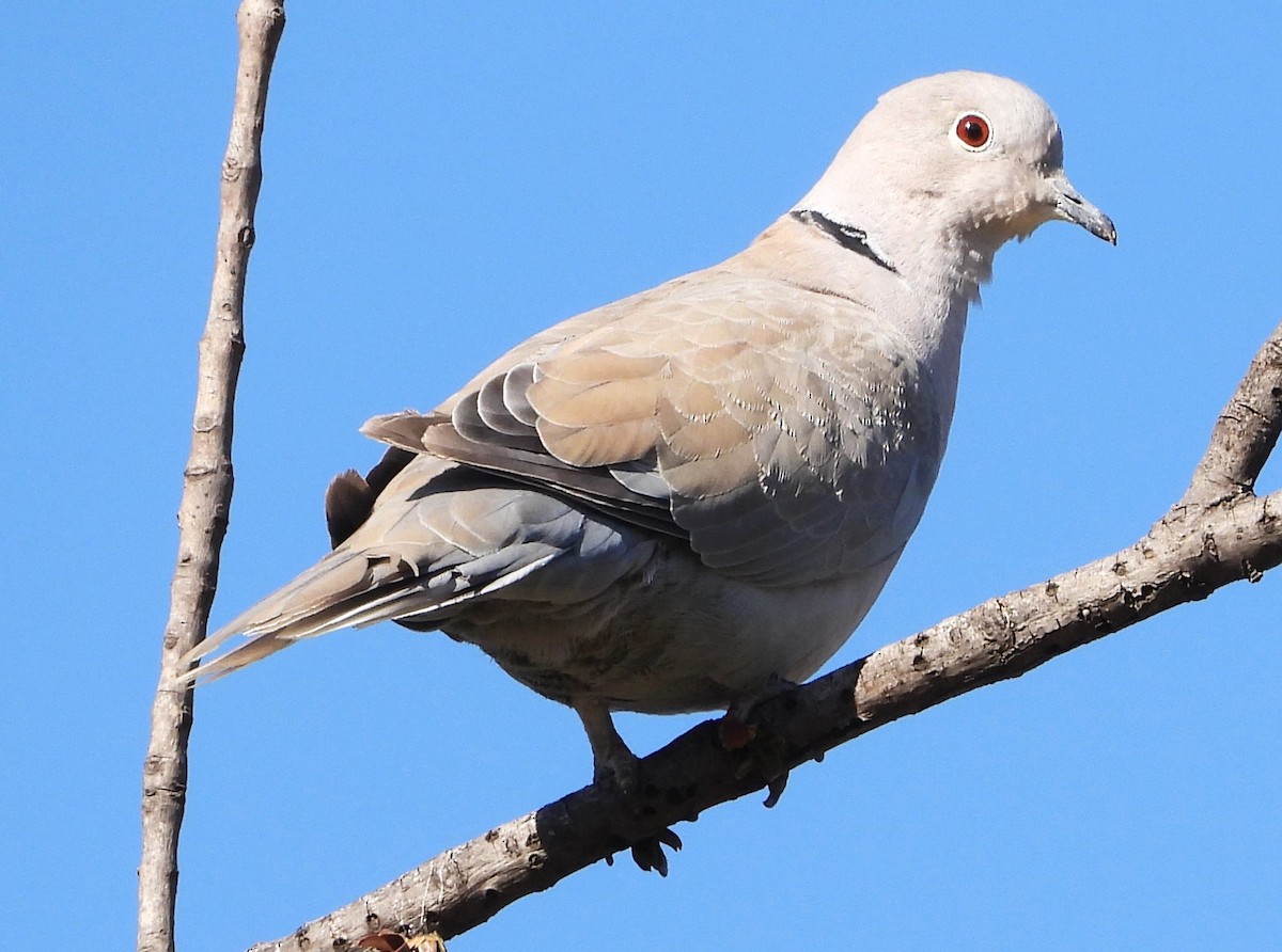 Eurasian Collared-Dove - ML618359684