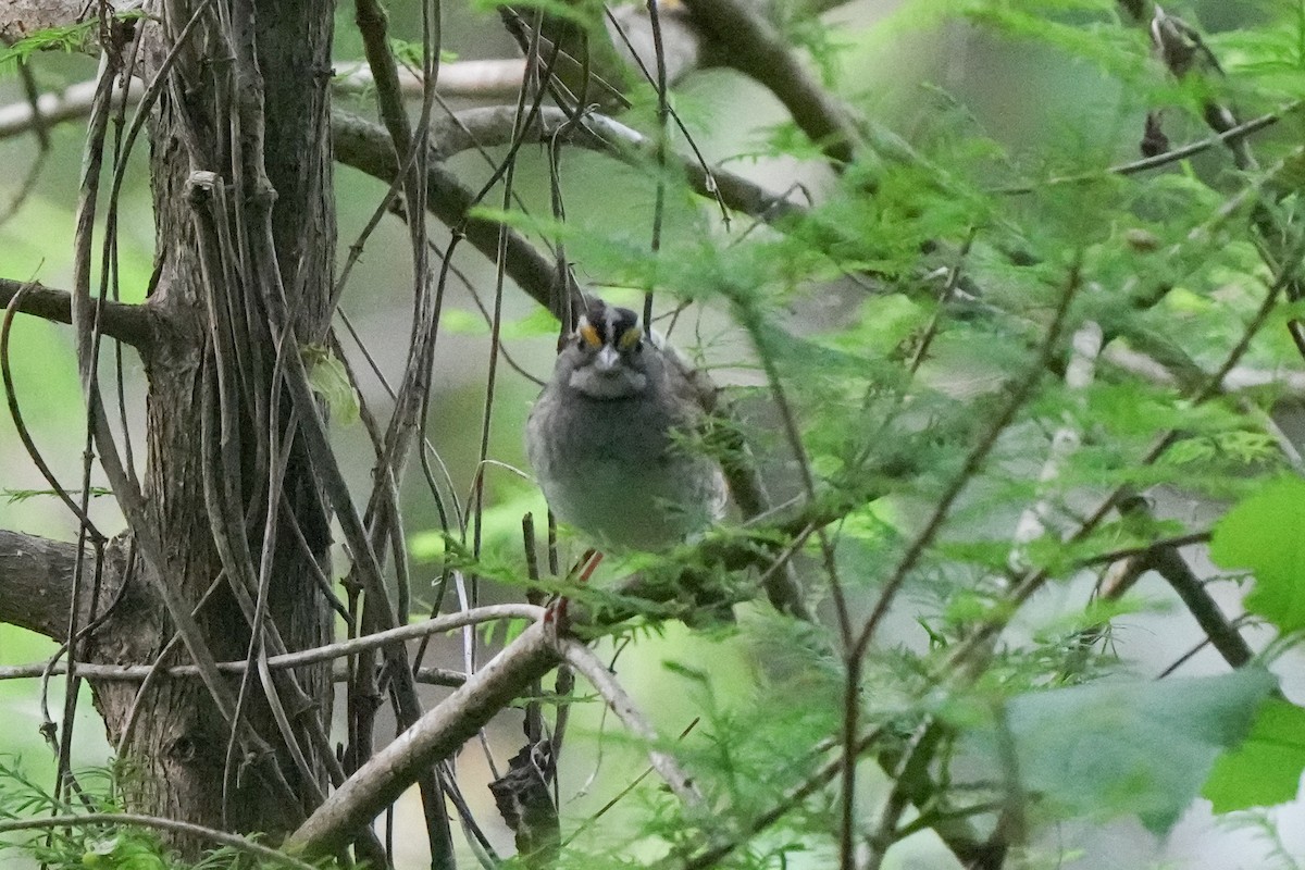 White-throated Sparrow - Tom Cassaro