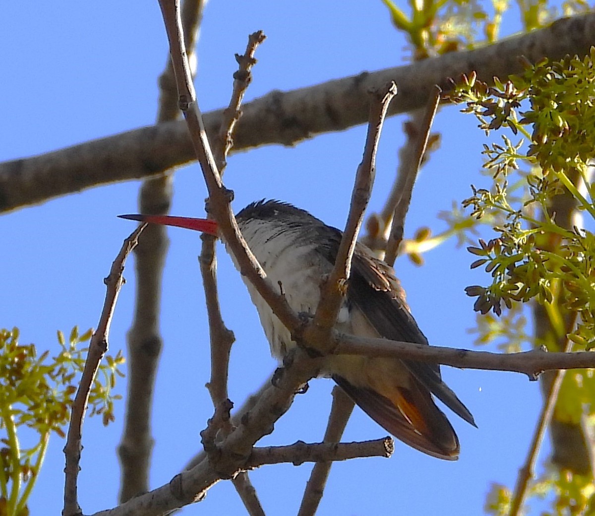 Broad-billed Hummingbird - ML618359754