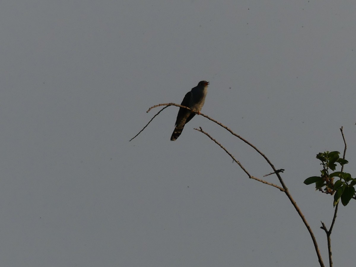 Common Cuckoo - ML618359757