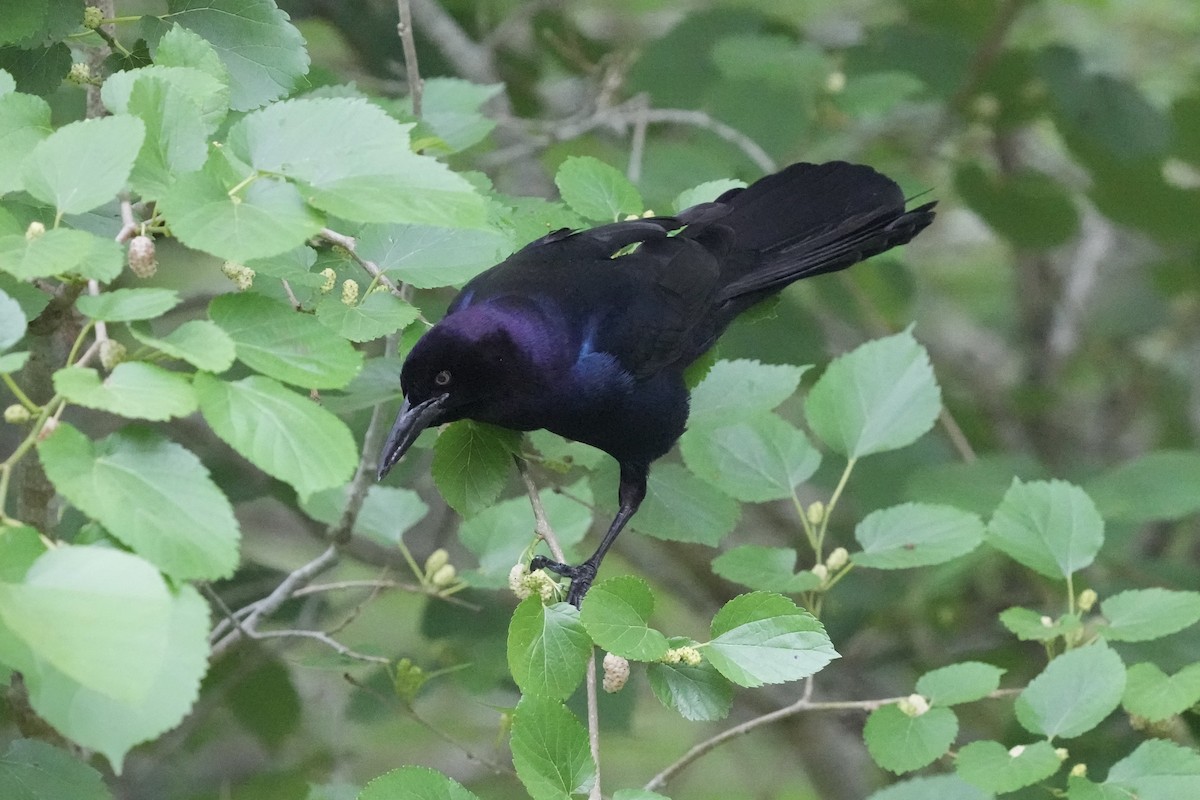 Boat-tailed Grackle - ML618359790