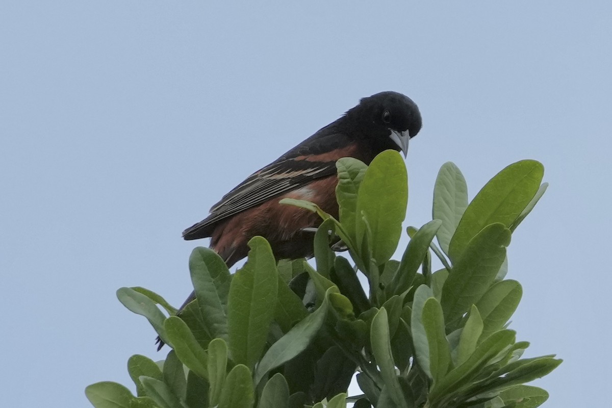 Orchard Oriole - ML618359814