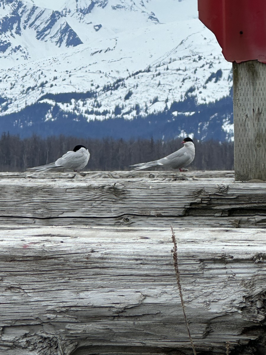 Arctic Tern - ML618359818