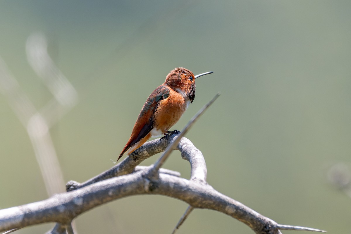 Rufous/Allen's Hummingbird - ML618359869