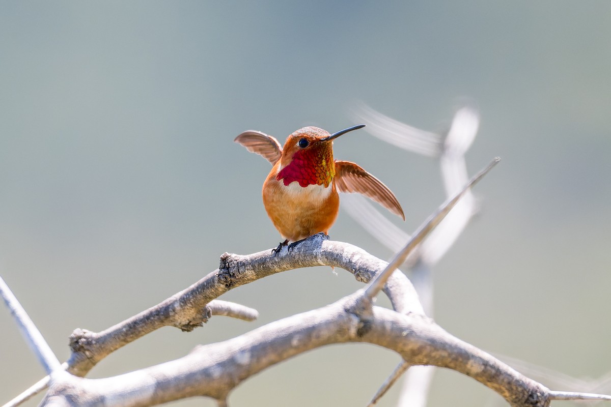 Allen's Hummingbird - Ruslan Balagansky