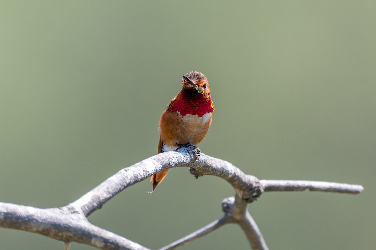 Rufous/Allen's Hummingbird - ML618359875