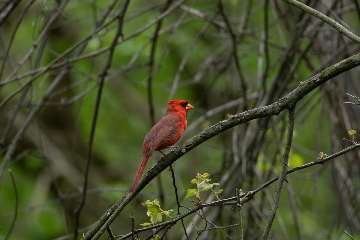 Northern Cardinal - Tom Crowe