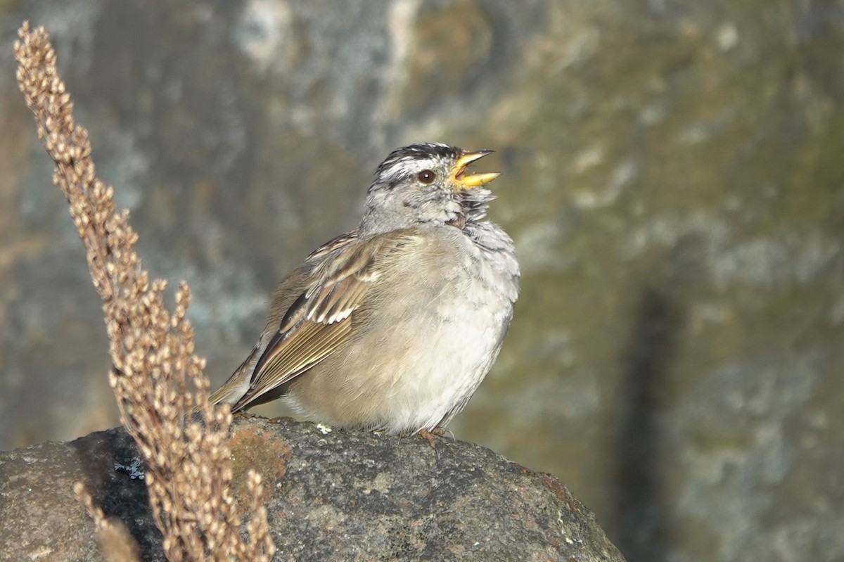 White-crowned Sparrow (pugetensis) - Matt Dufort