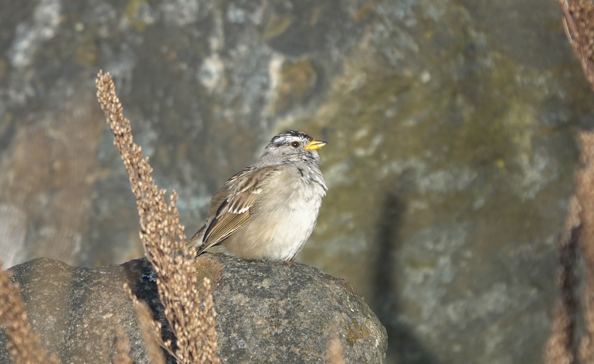 White-crowned Sparrow (pugetensis) - ML618359883
