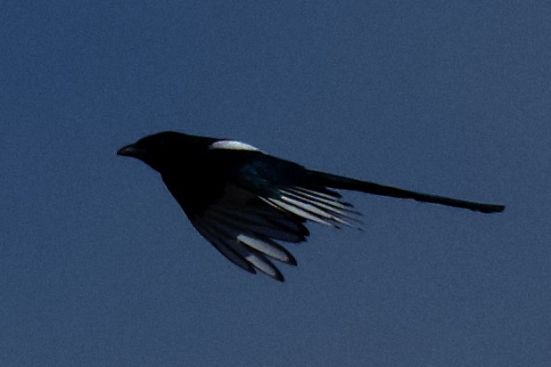 Black-billed Magpie - gene collins