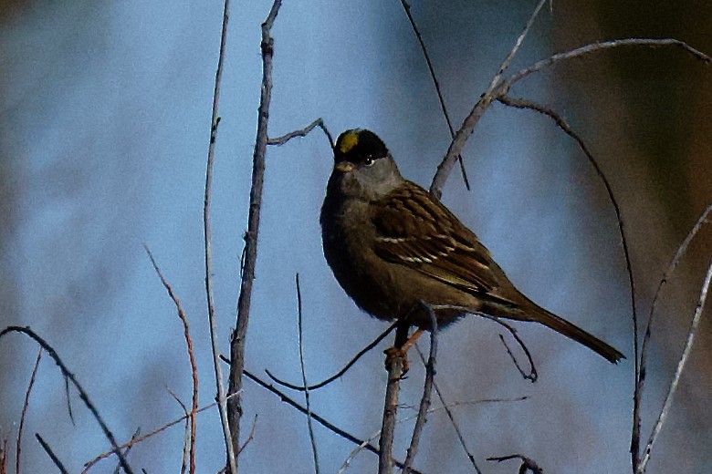Golden-crowned Sparrow - gene collins