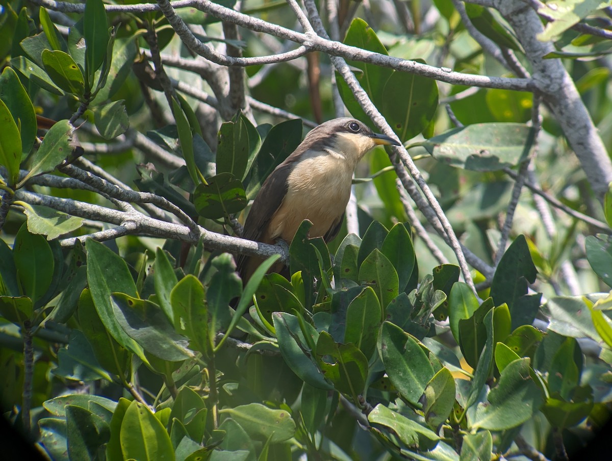 Mangrove Cuckoo - ML618359902
