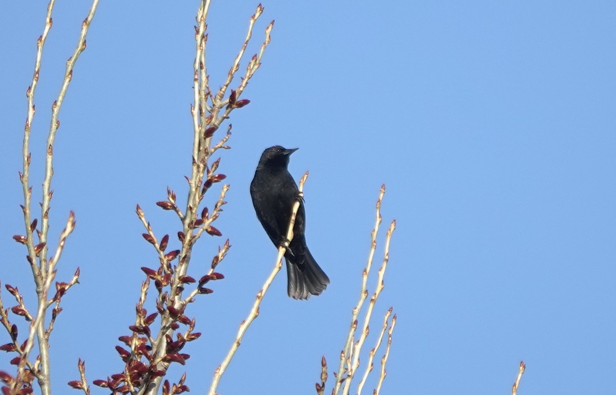 Red-winged Blackbird (Red-winged) - ML618359906