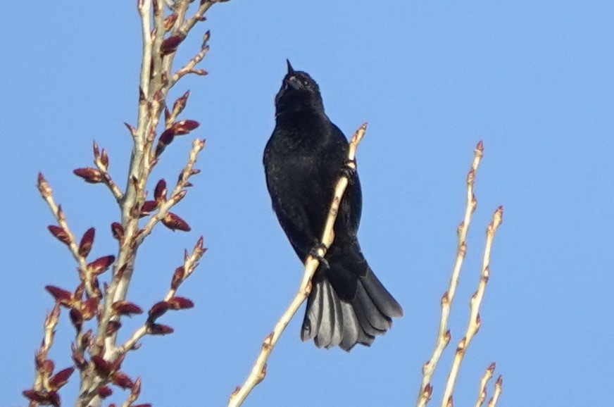 Red-winged Blackbird (Red-winged) - Matt Dufort
