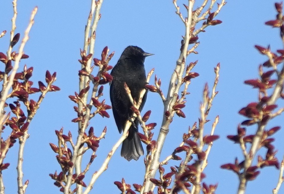 Red-winged Blackbird (Red-winged) - ML618359909