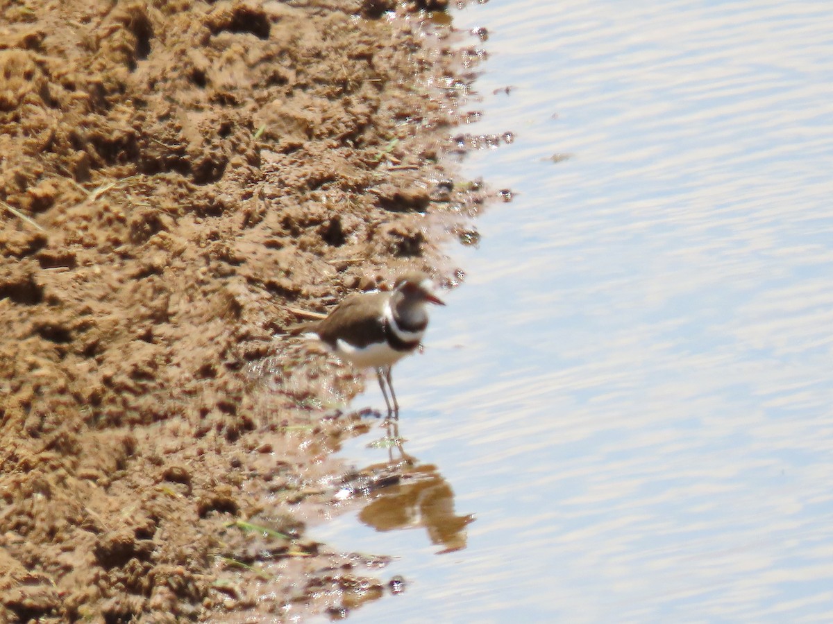 Three-banded Plover - ML618359965